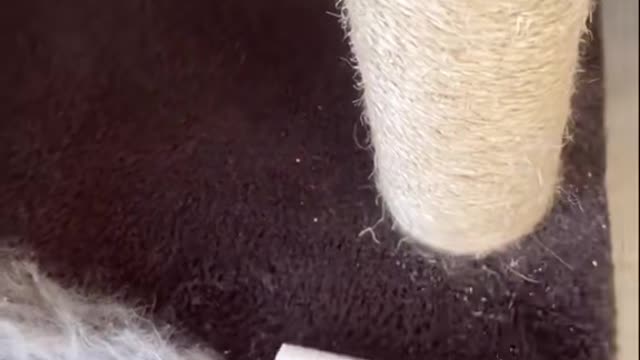 Immersive cleaning of cat hair1