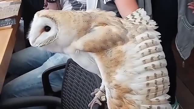 shamanic dance barn owls