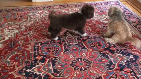 Brown puppy playing with tan puppy in living room