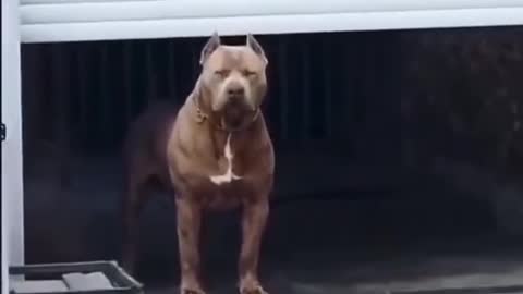 What would you do if this dog ran towards you? 💪💪🏾