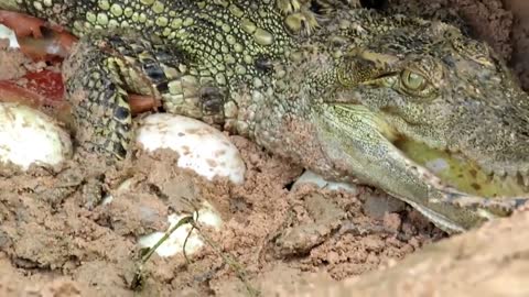 Crocodile vs snake