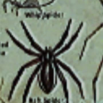 Types of Spiders - Raft Spider