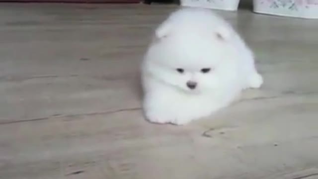 White teacup dog with itchy teeth