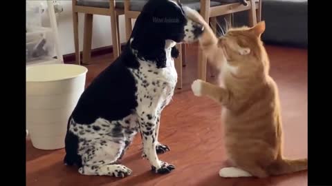 Animal funny video