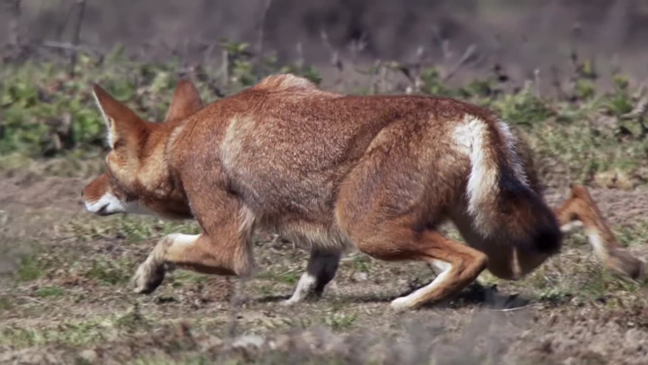 Life-Stalking-Ethiopian-Wolf_2