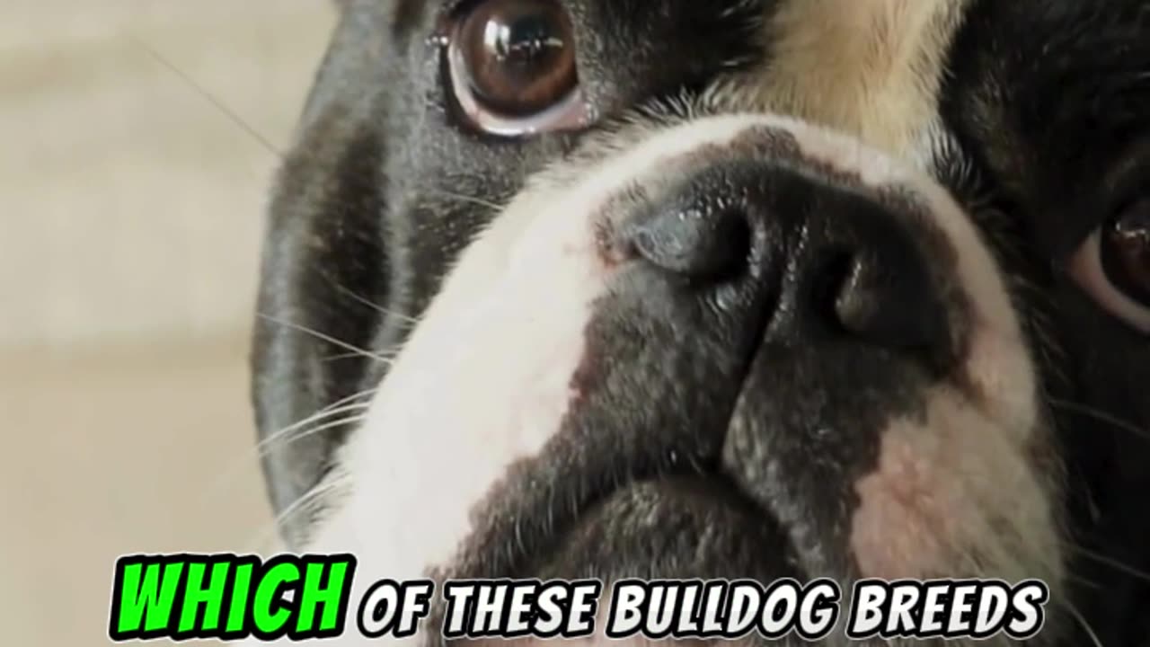 Key Differences Between English Bulldog and French Bulldog: Which Is Right for You?