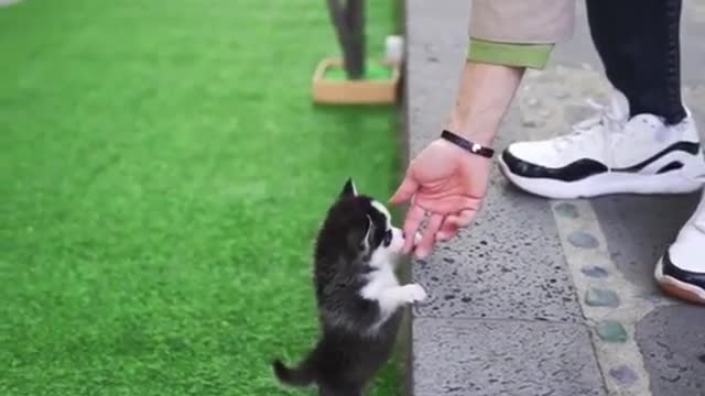 Micro Husky Puppy ''Real" | The Cutest Puppy You Have Ever Seen! | EasonWorld