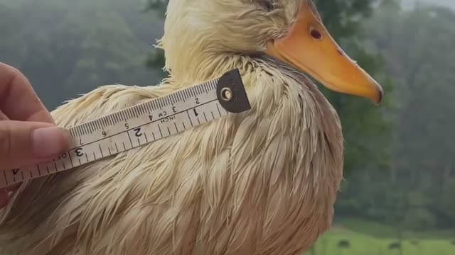 Woman makes raincoat for duck with feather condition who can't dry self