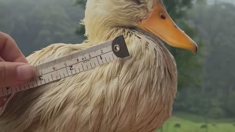 Woman makes raincoat for duck with feather condition who can't dry self