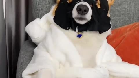 dogs are part of your life