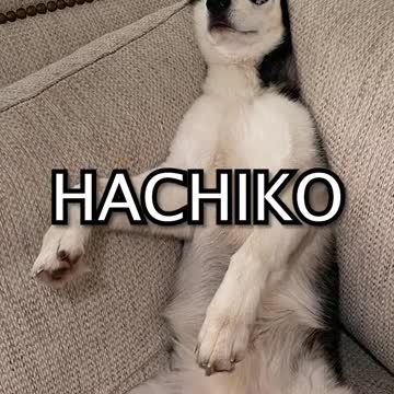 compilation | baby animals 79 | cute animals 79 | kids #shorts