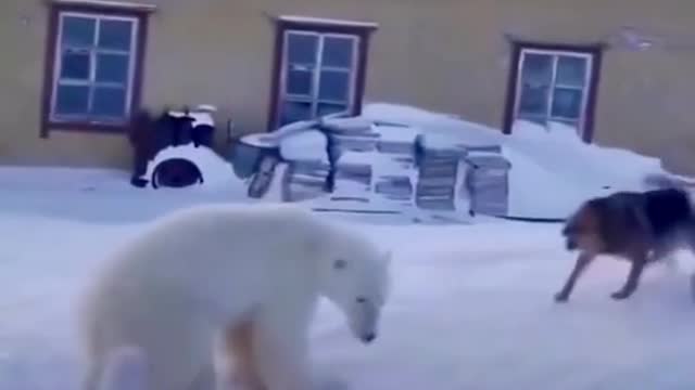 BEAR vs THREE WOLFS - MOST AMAZING VIDEOS IN THE WORLD 2022