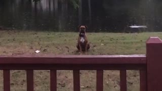 Depressed dog sits alone in the rain