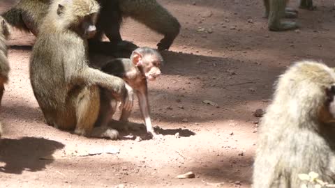 Baboon Is Too Big For The Mother To Carry