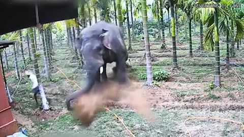 When Animals Go On A Rampage And Got Caught On Camera !