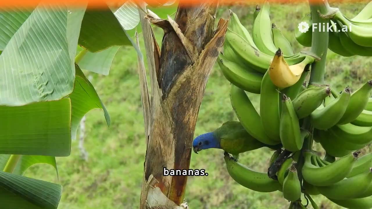 Benefit of banana