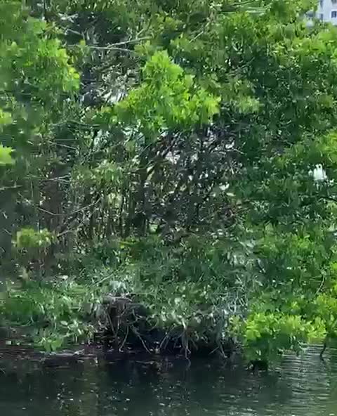 Minnie draga en El Laguito