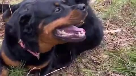 Unbelievable! Dog comes across jaguar in the forest.