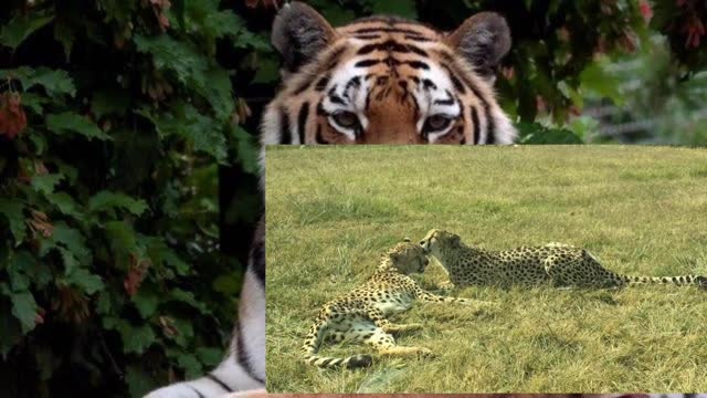 You rarely see a Siberian tiger