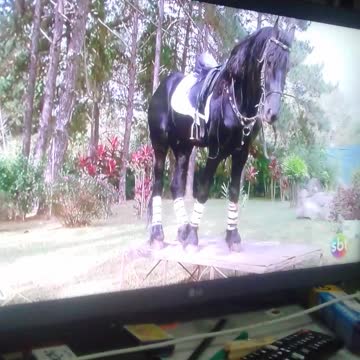 the horse of planeta selvagem