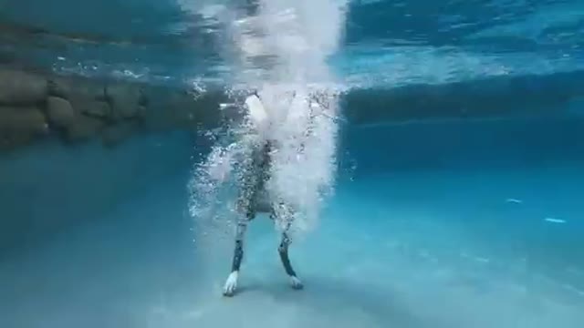 Giant Great Dane Doesn't Even Need To Swim In The Shallow End๐๐ฝ