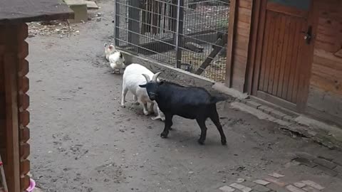 Funny goat is fighting