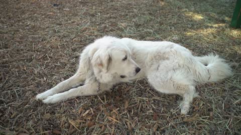 How nice this beautiful white dog