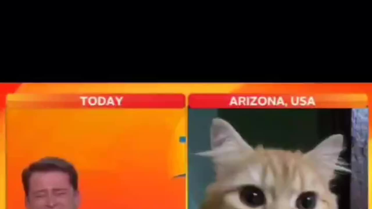 cat reporter