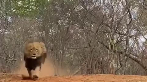 Male lions at top speed! Fast, powerful, ferocious animals🦁🦁