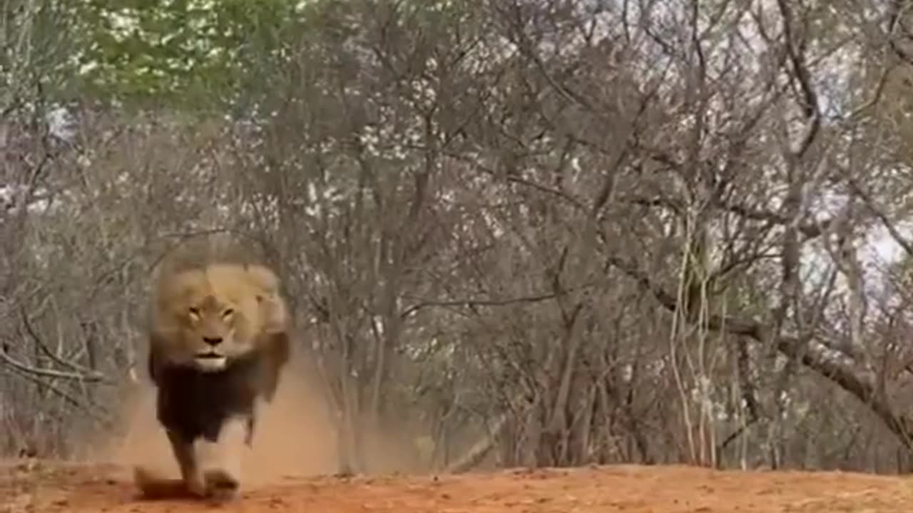 Male lions at top speed! Fast, powerful, ferocious animals🦁🦁