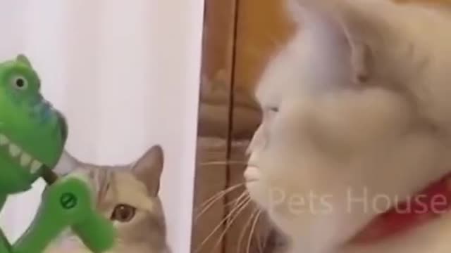 Funny cat 6