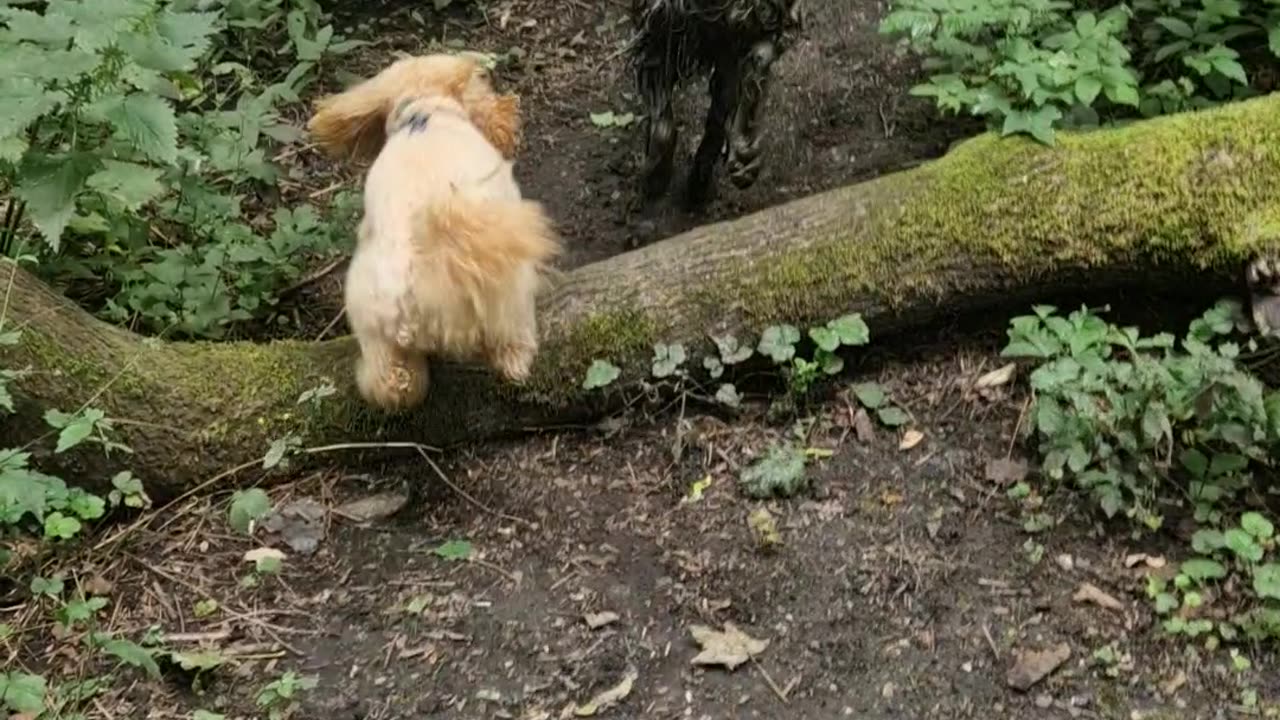 Golden Dog Turns Black With Mud