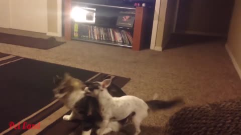 Try Not To Laugh Funniest Cats And Dogs Videos #4 Best Funny Animal Videos 2022