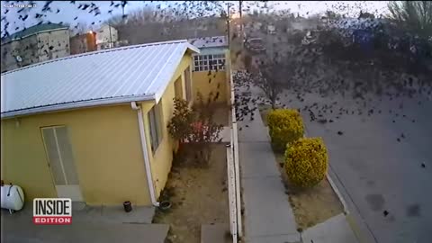 noticias sobre aves2