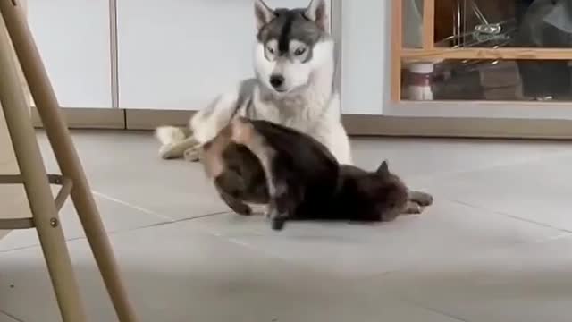 Funny dog and cat video