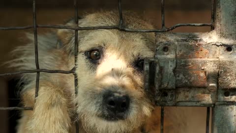 Dog asking for petting behind a cage