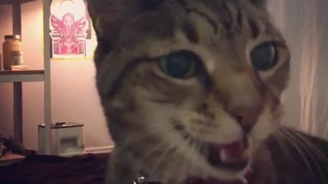 Grey cat meowing when owner says cookie