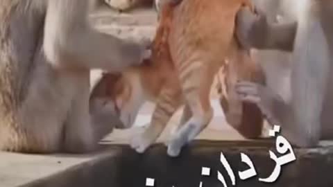 A very funny situation with two monkeys and a cat.