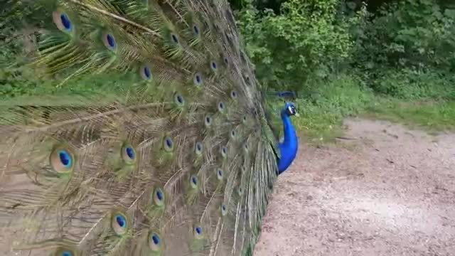 Peacock Dance Complete 2:20 & Screams High Quality HD, Pfau schlägt Rad video