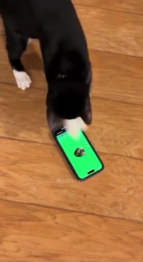 App creators with nothing better to do