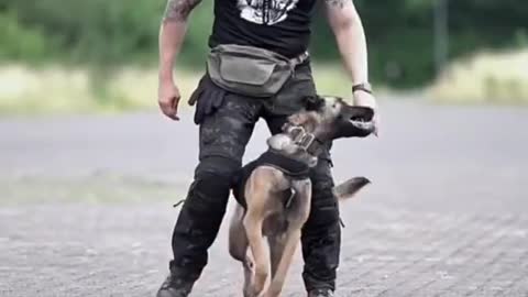 Smart dogs🐶trening video👍 smart trick