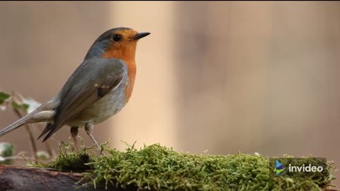 bird sound