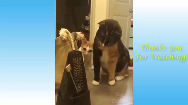 Funny cat playing with tring tring