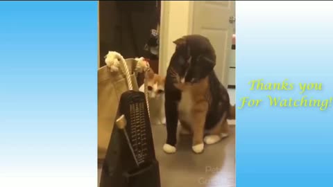 Funny cat playing with tring tring