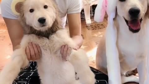 Who is cuter?