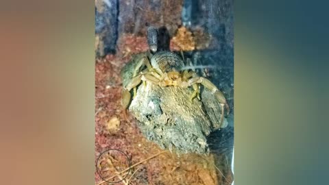 Lasiodora Parahybana 3rD Largest Tarantula Brazilian Salmon Pink BirdEater Success Molting