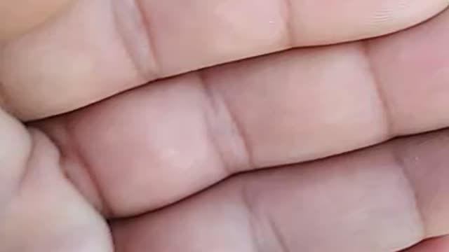 Ledybird beetle activity