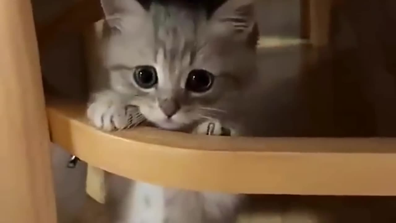 Cute and funny cats 😍🥰😂😅