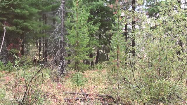 SOLO HNTR "ARCHERY ELK" Bowhunting bull elk with Remi Warren