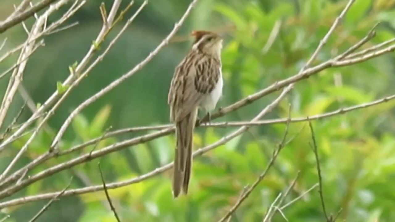 saci, ghost bird, much more heard than seen